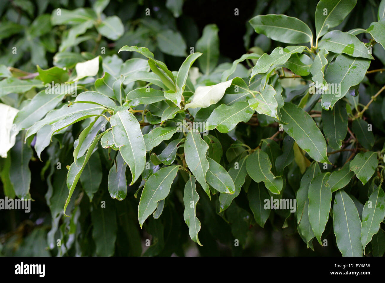 Yunnan Osmanthus, Osmanthus yunnanensis, Oleaceae, Yunnan and Szechwan, China. Stock Photo