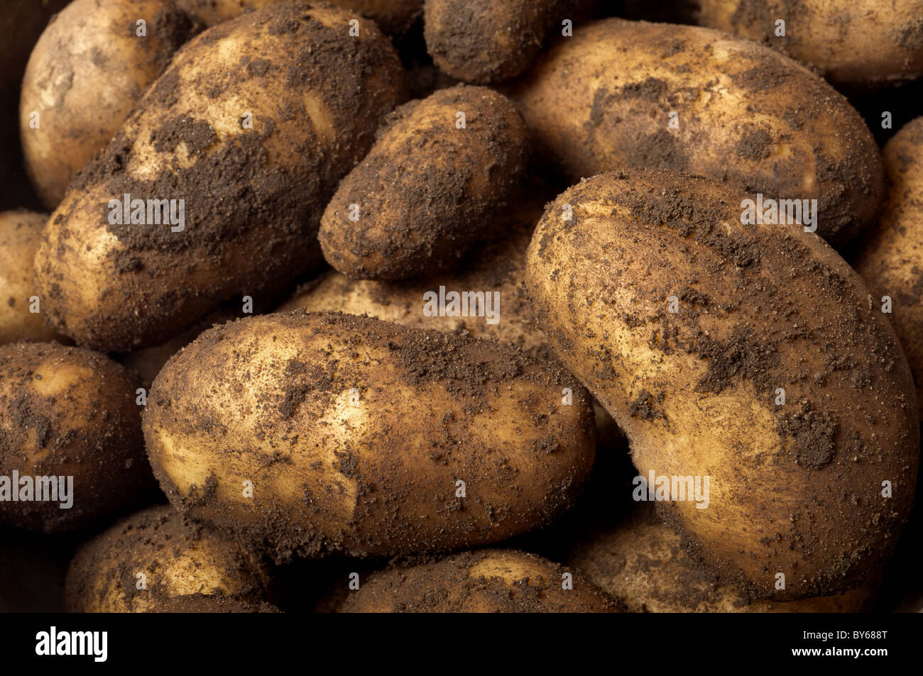 New potatoes UK Stock Photo