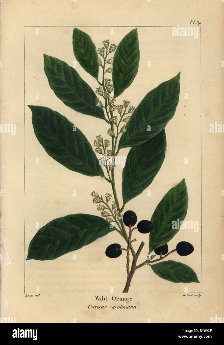 Mock Orange Tree Fruit Maclura Pomifera Wikipedia From an