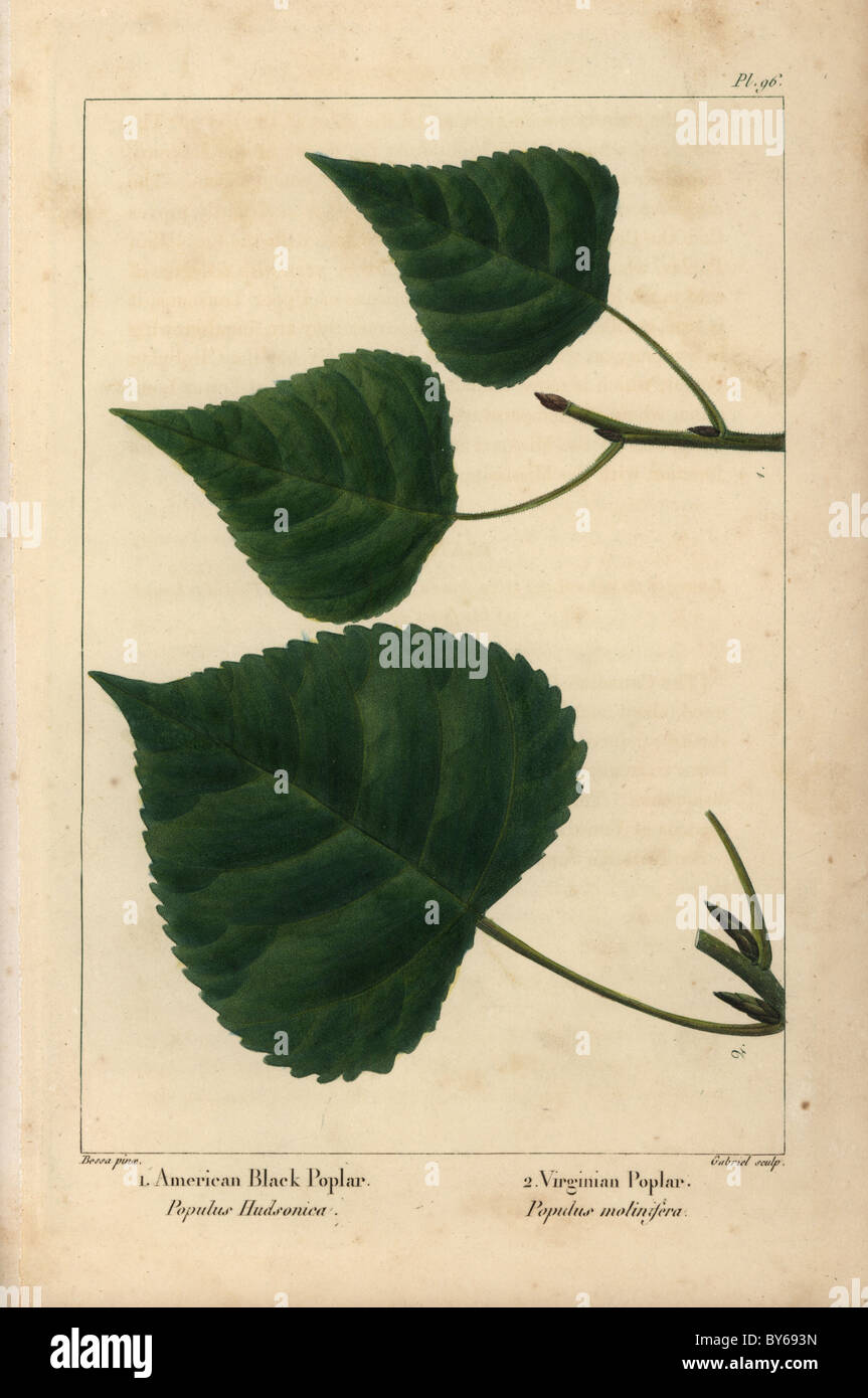 Leaves and buds of the American black poplar tree, Populus hudsonica, and Virginian poplar, Populus monilifera. Stock Photo