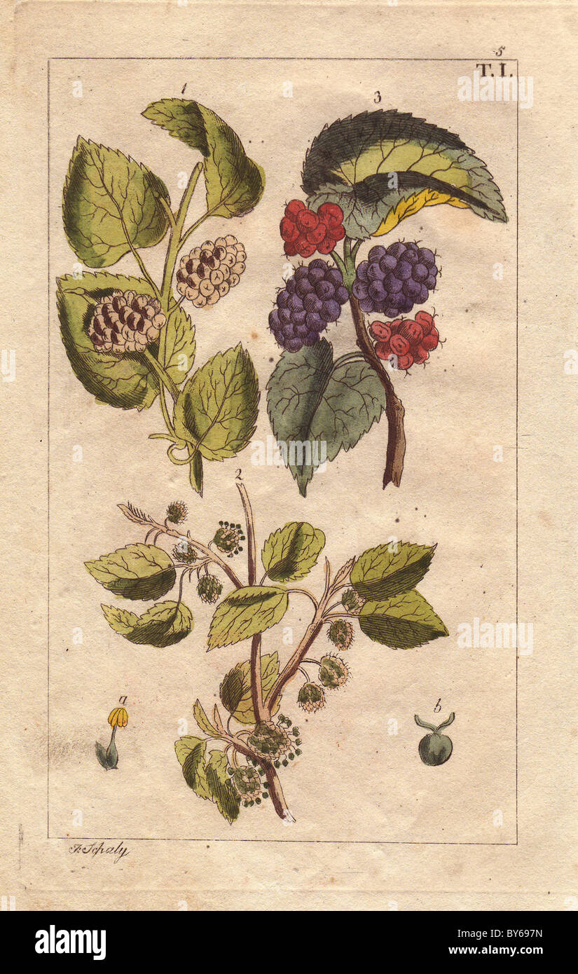 White and black mulberry and flowers, Morus alba, Morus nigra. Stock Photo