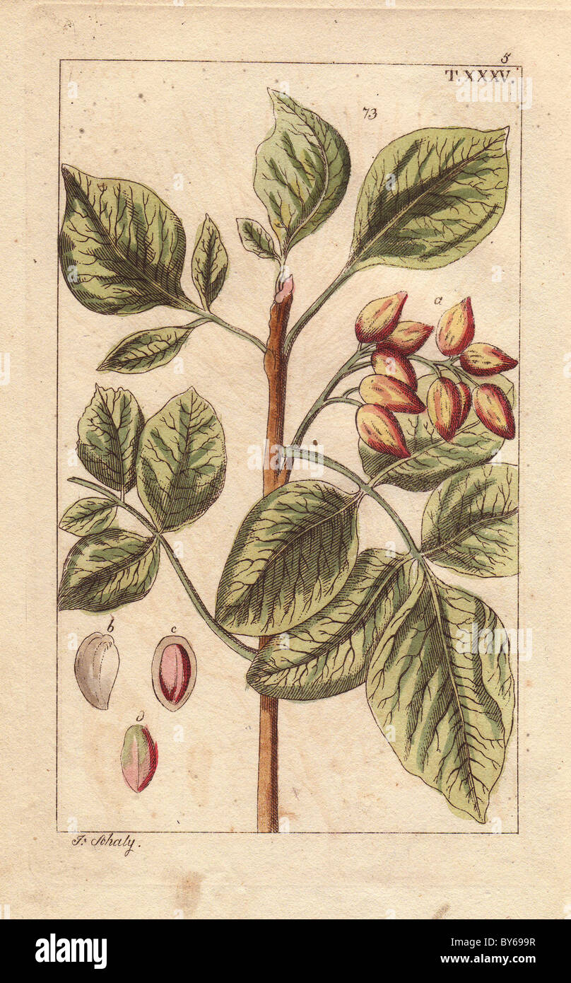 Pistachio tree with nuts, Pistacia vera Stock Photo Alamy