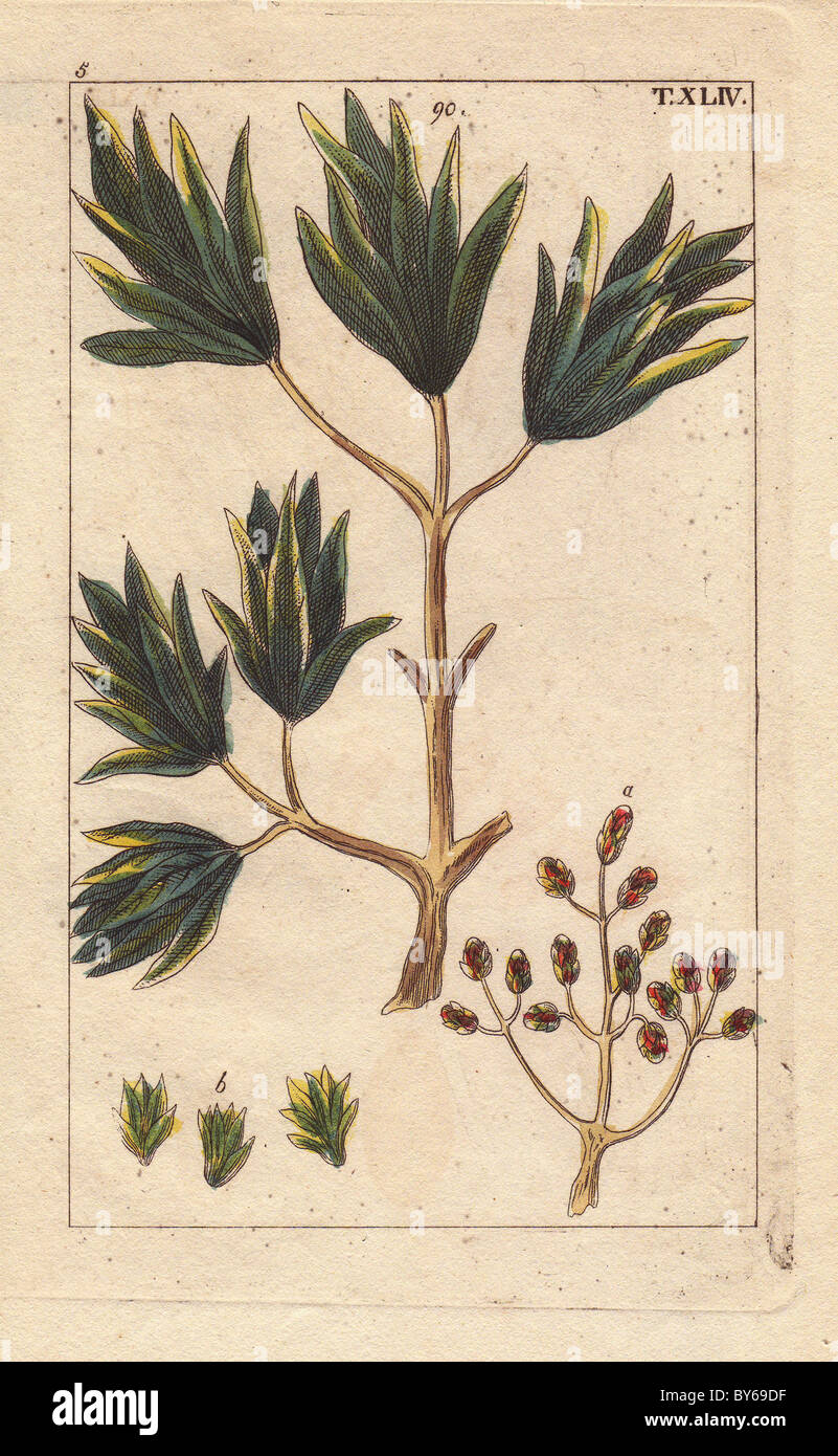 Clove spice tree, Caryophyllus regius. Stock Photo