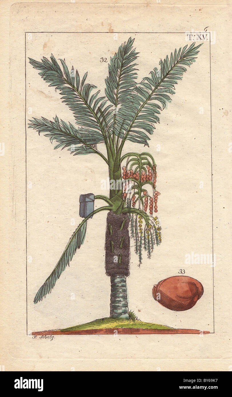 Sago palm tree, Metroxylon sagu. Stock Photo
