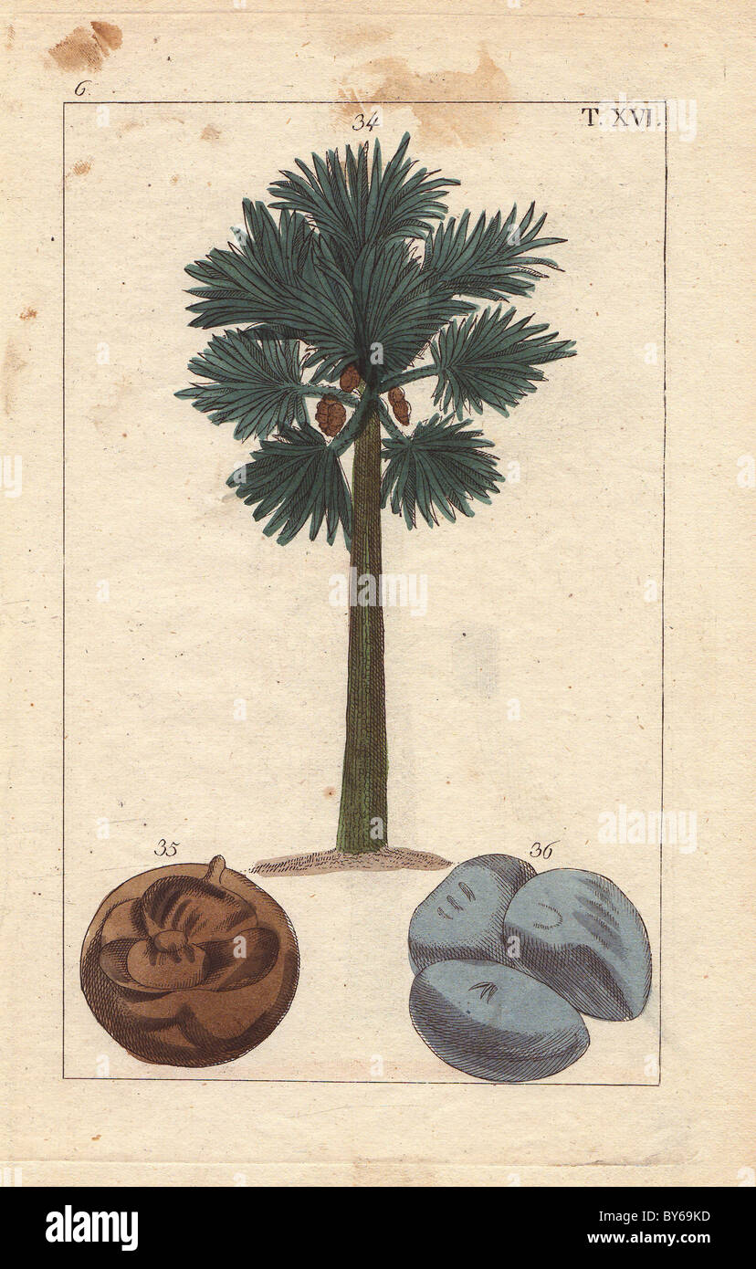 Asian Palmyra, Toddy palm or sugar palm tree, Borassus flabellifer. Stock Photo