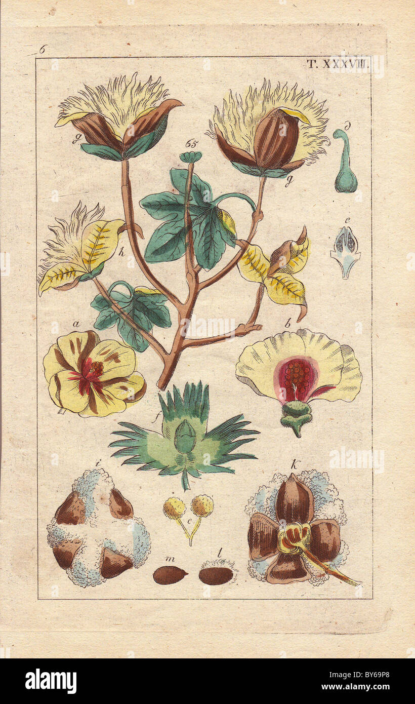 Cotton plant, with yellow flowers, cotton bolls, Gossipium herbaceum. Stock Photo