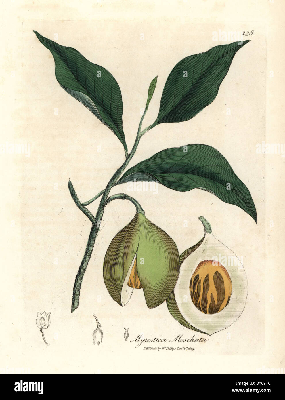 leaves and branches with nutmeg seed kernel and mace aril nutmeg and mace tree myristica moschata myristica fragrans stock photo alamy leaves and branches with nutmeg seed kernel and mace aril nutmeg and mace tree myristica moschata myristica fragrans stock photo alamy