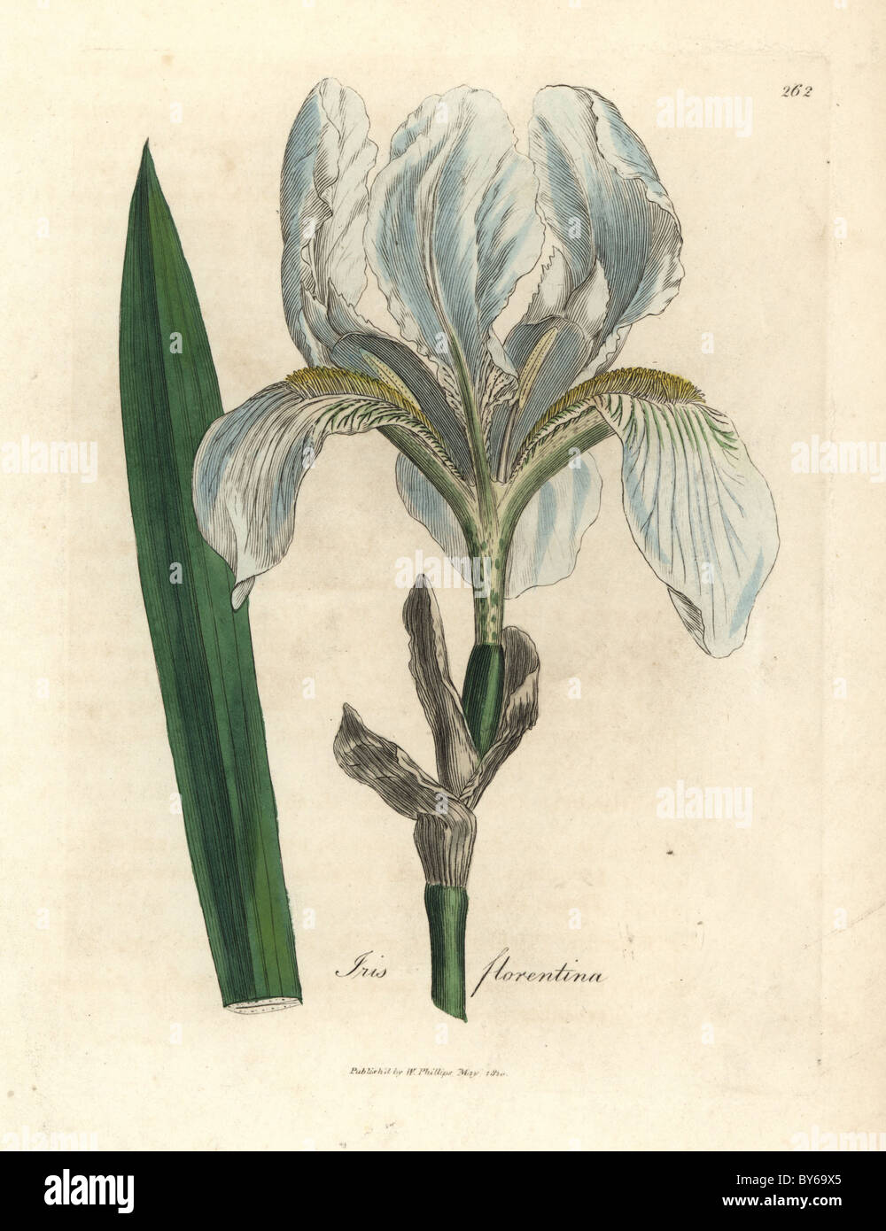 Pale blue flower and sword-like leaf of the Florentine iris, Iris ...