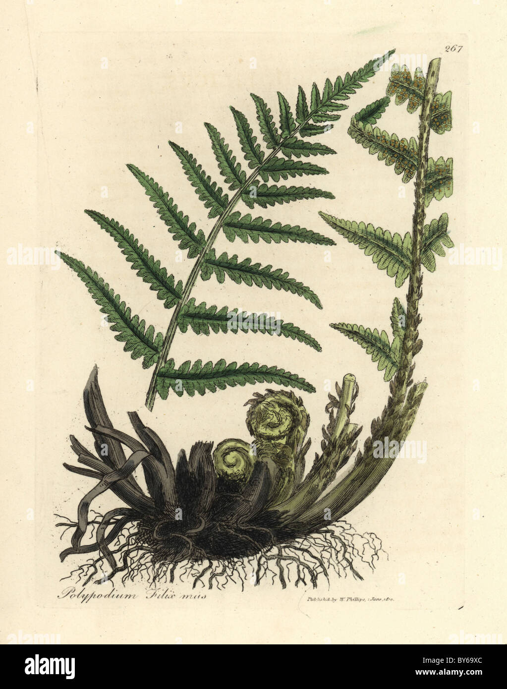 Male polypody fern, Polypodium filix mas. Stock Photo