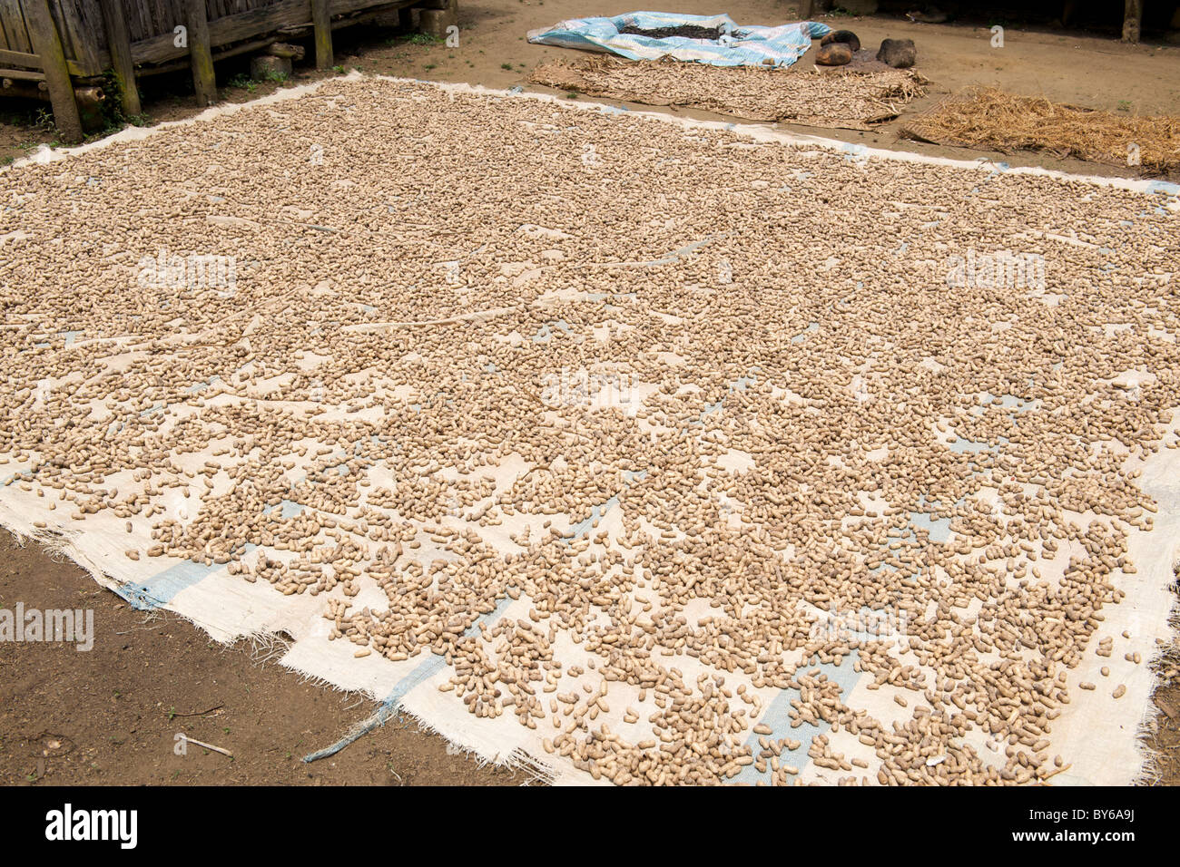 Peanuts drying on the ground in the village of Mandena in the foothills of Marojejy National park in northeast Madagascar. Stock Photo
