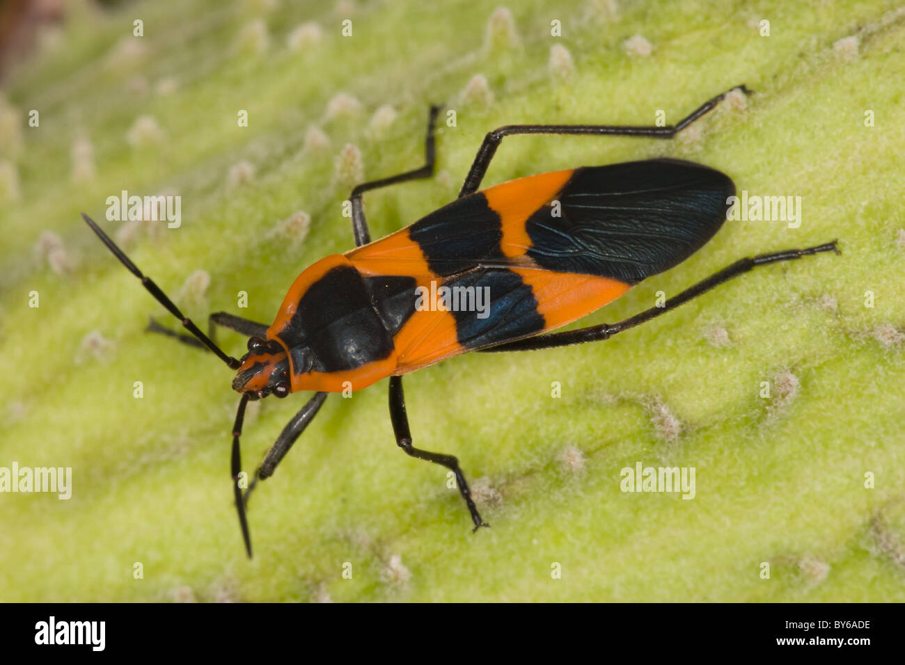 Seed bugs lygaeidae hi-res stock photography and images - Alamy