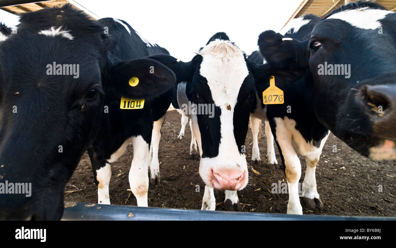 Cows in a dairy farm in a kibbutz in Israel Stock Photo Alamy