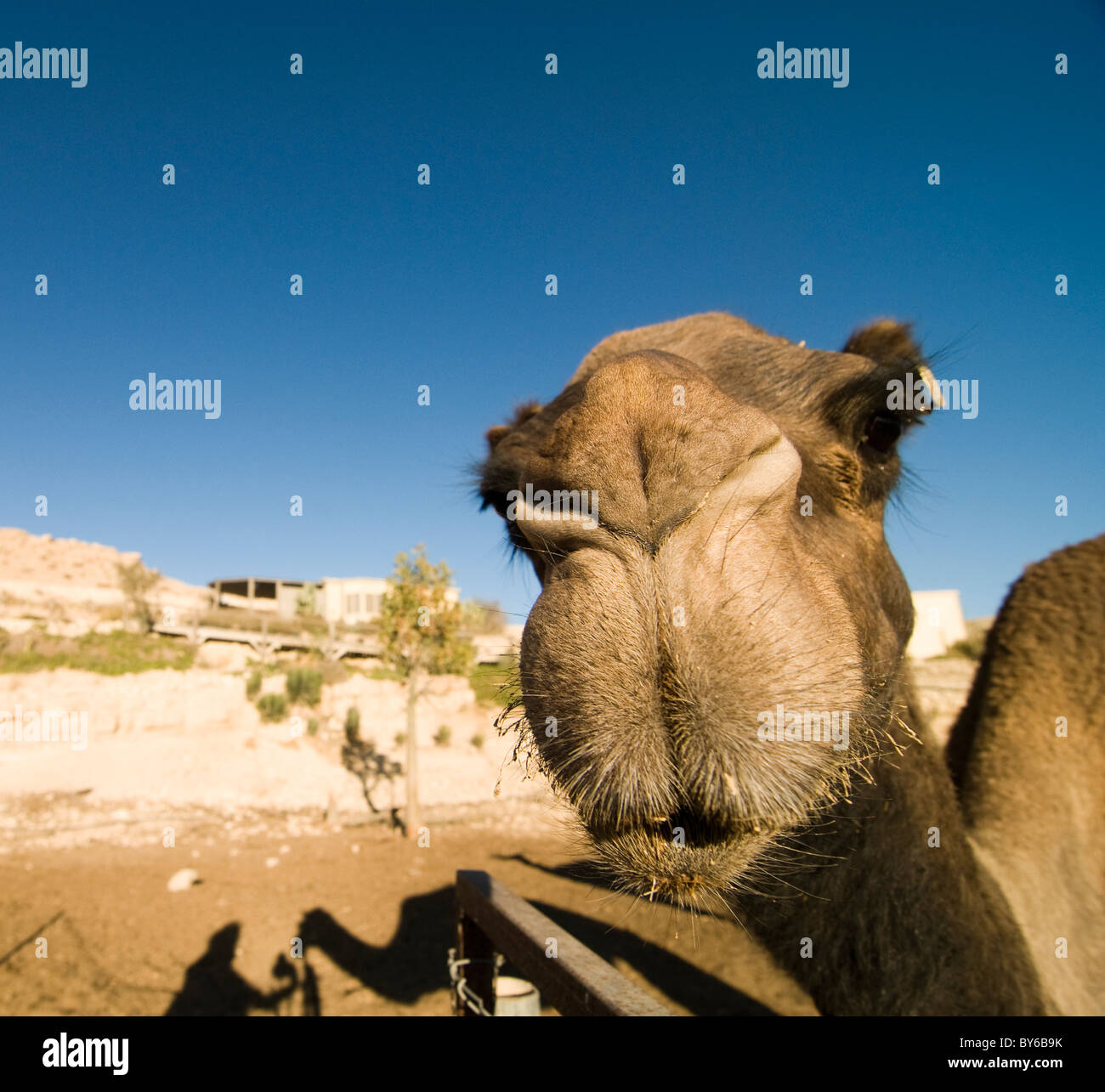 Funny faces! A dromedary camel in the Negev desert. Stock Photo