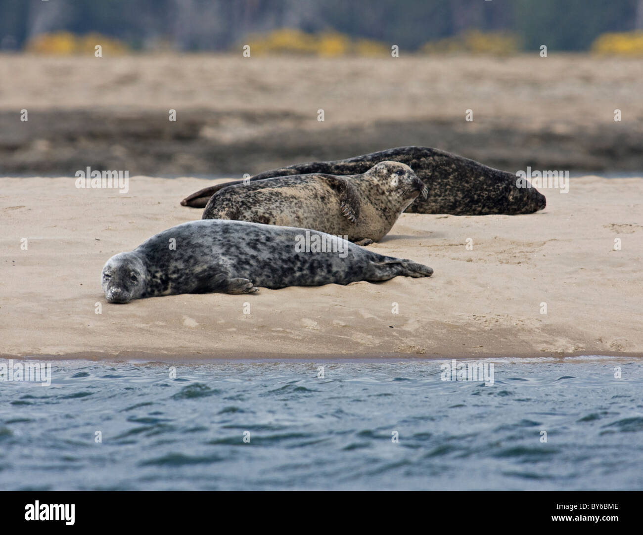 gray and common seal Stock Photo Alamy