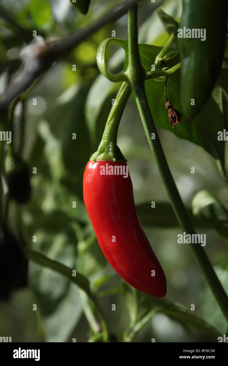 single red chili pepper on a plant Stock Photo