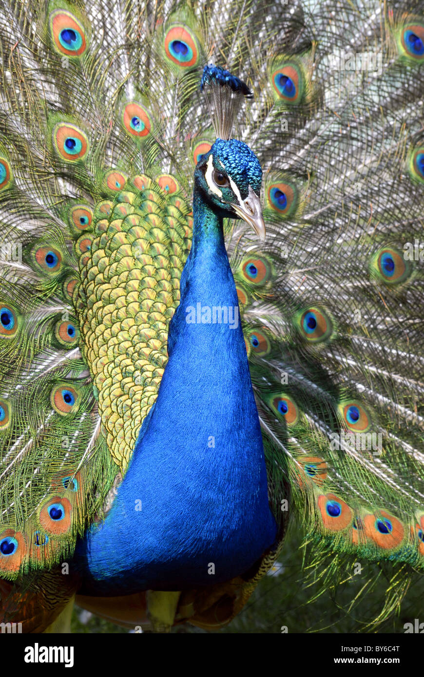 Closeup peacock (Pavo cristatus) view of front with feathers on display Stock Photo