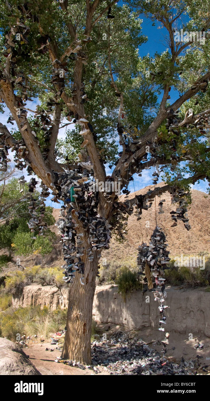 The Shoe tree near Middlegate on Highway 50 Nevada USA. tree cut down
