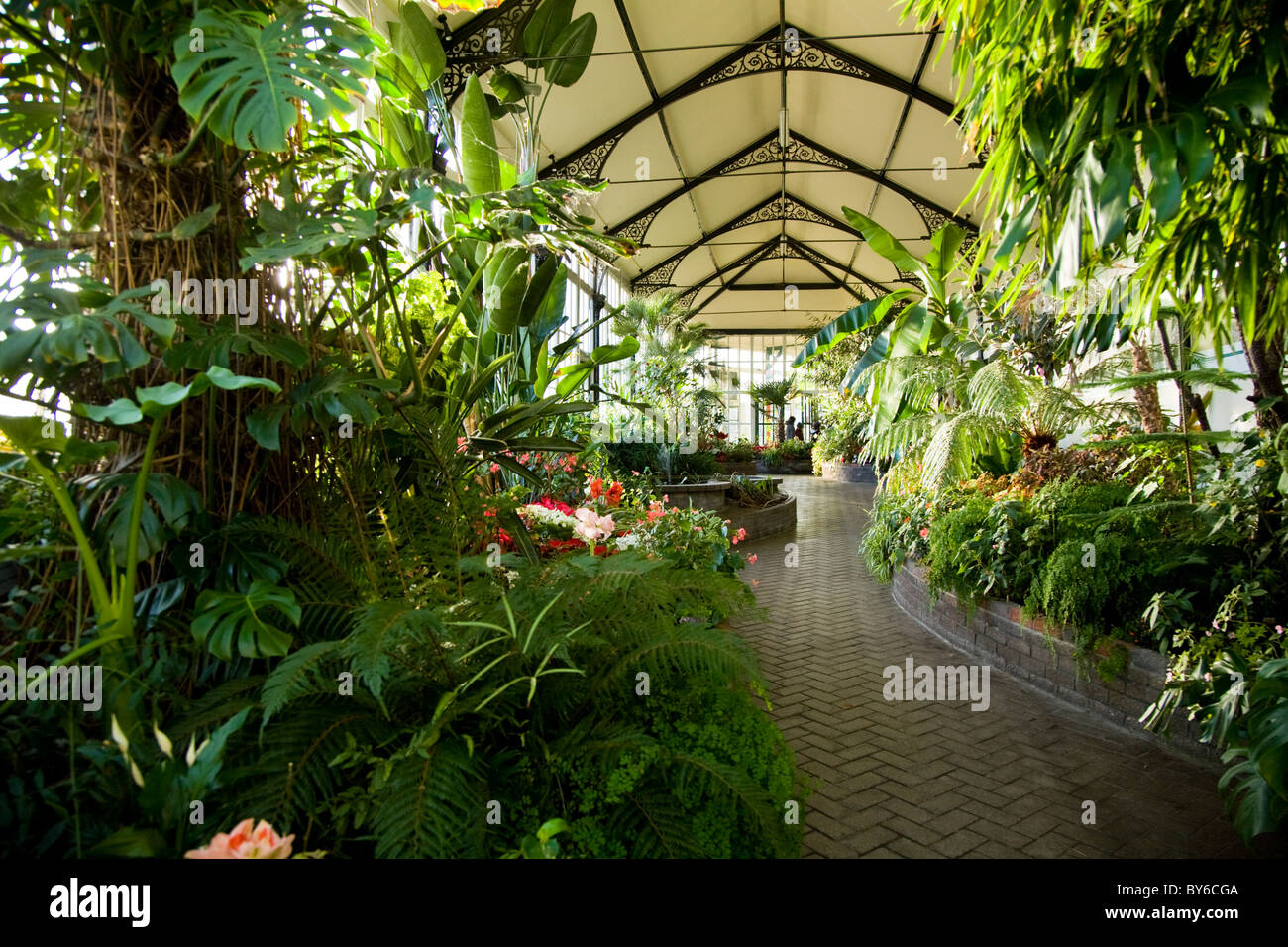 Botanical Garden, Samara. Greenhouse. Exotic plants 47 Botanical Garden, Samara. Greenhouse. Exotic plants 49