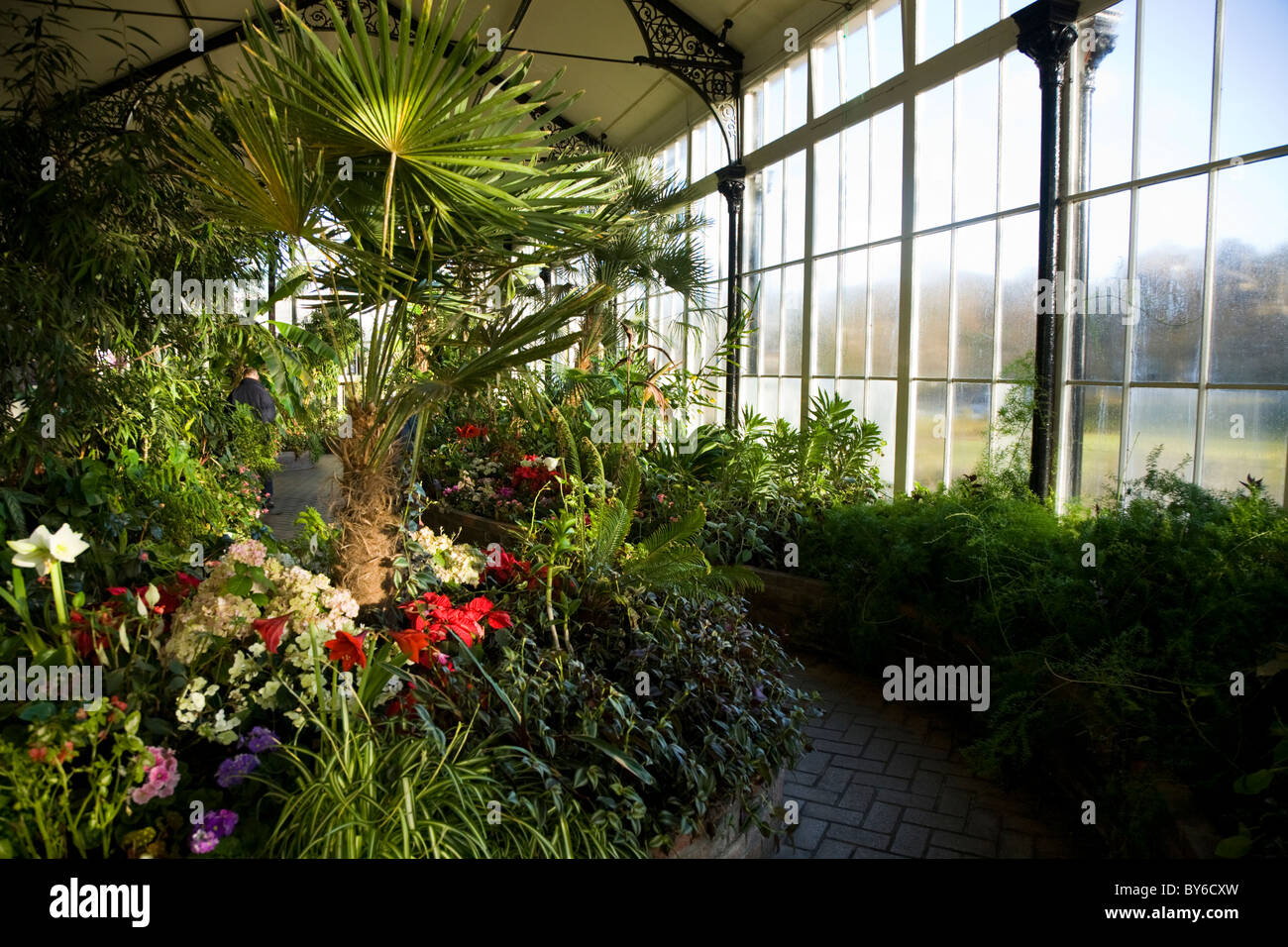 Buxton Pavillion Gardens (Botanical Garden) tropical plants / plants