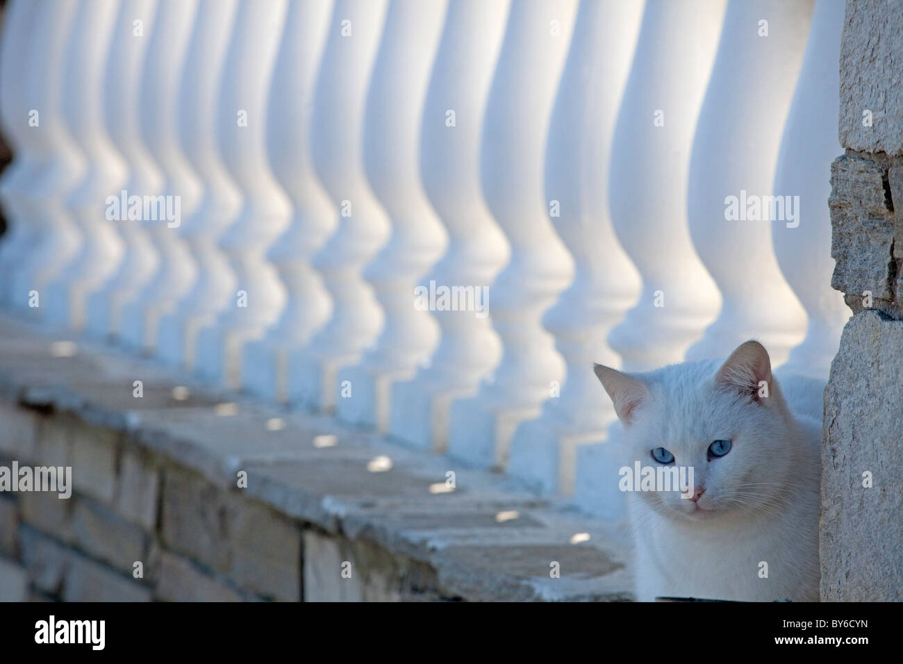 white cat Stock Photo