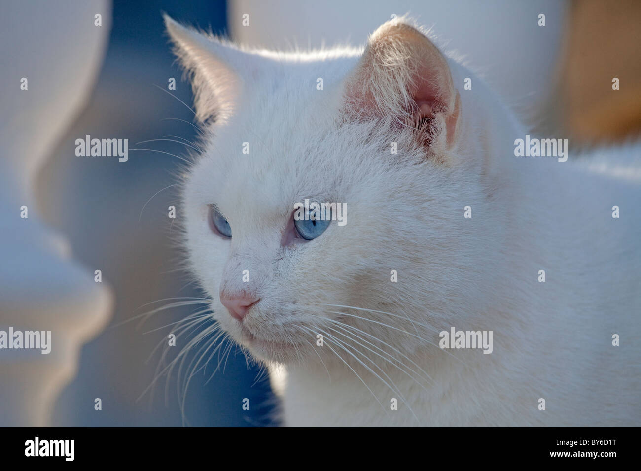 white cat Stock Photo