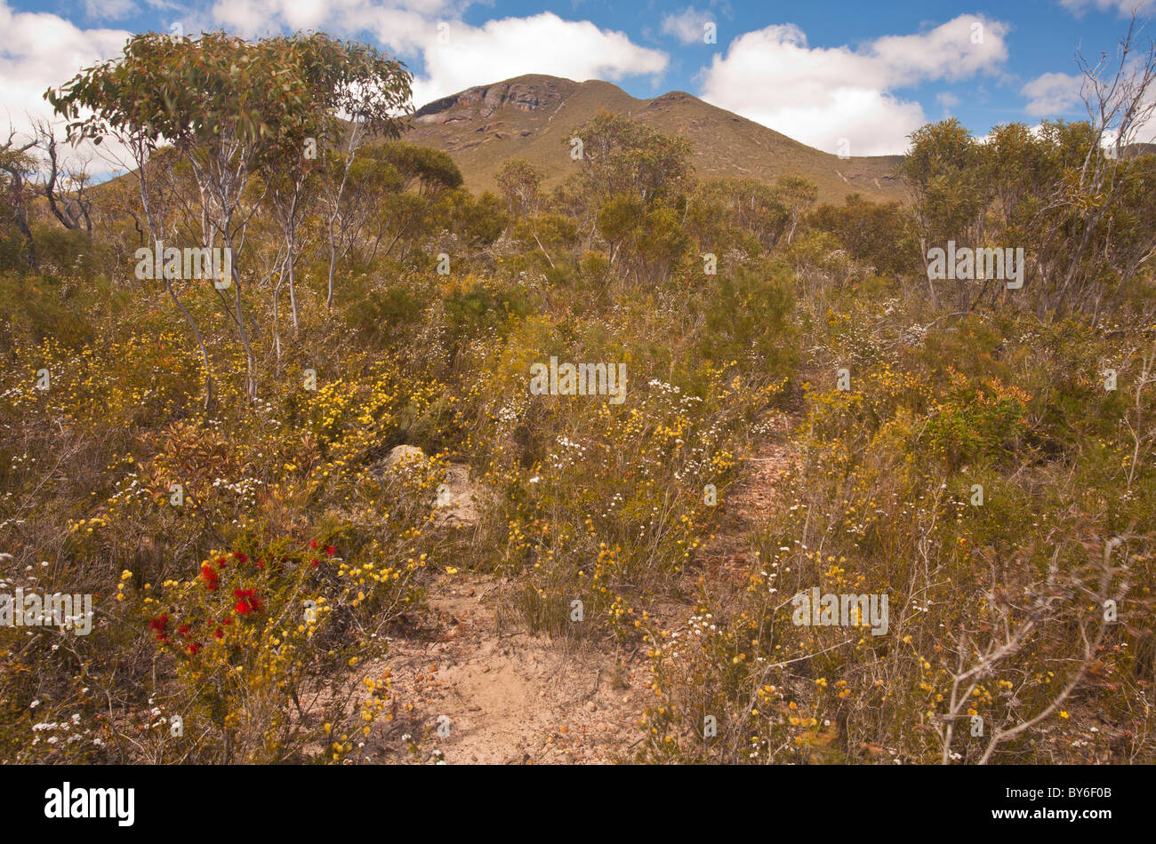 Wildflowers near Mt Trio, Stirling Range National Park, Albany, Western Australia Stock Photo