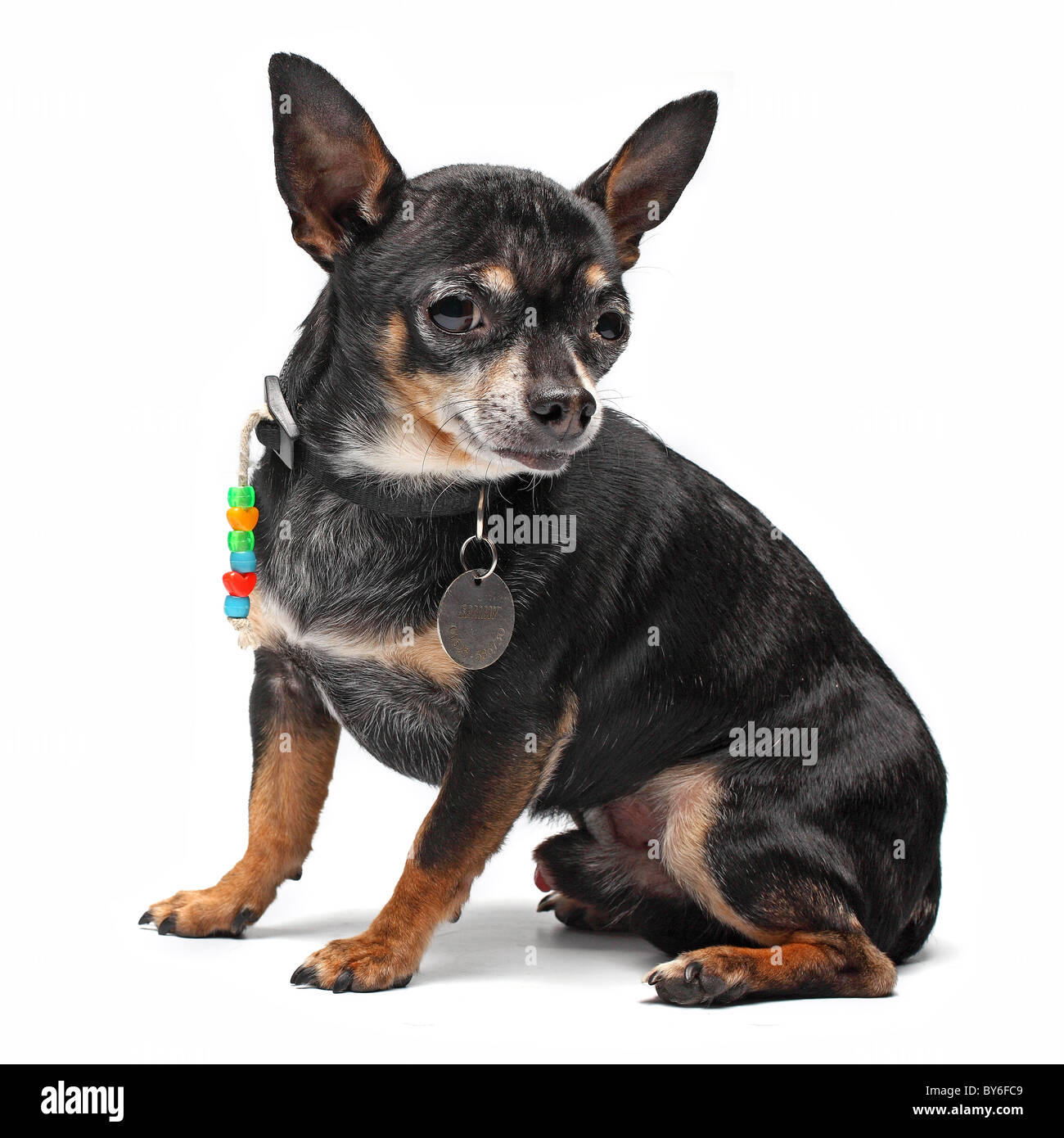 Chihuahua outline Cut Out Stock Images \u0026 Pictures - Alamy, image size:1300x1390