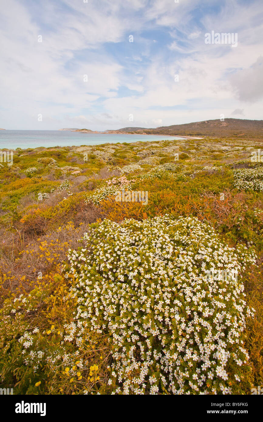 Wildflowers and turquoise sea at Rossiter Bay, Cape le Grand National Park, Esperance, Western Australia Stock Photo