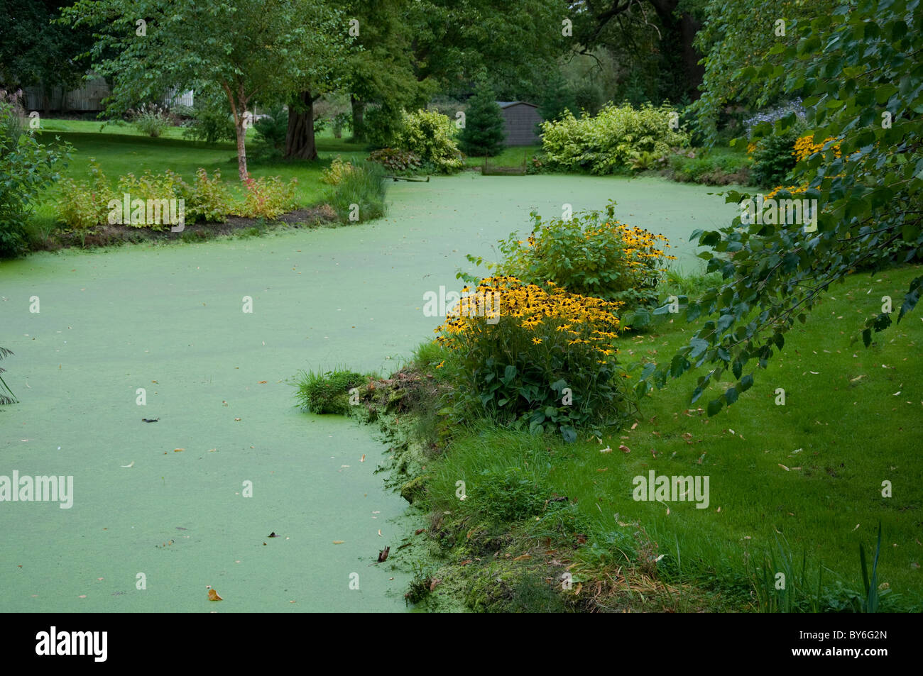 Algae-covered pond at Bressingham Gardens in Norfolk, England. Stock Photo