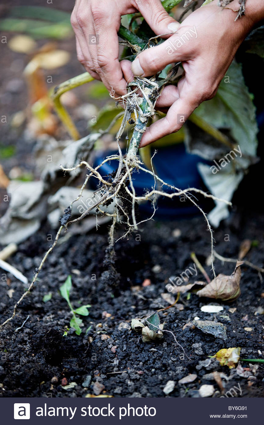 A man pulling up a vegetable plant by its roots Stock Photo 33950589