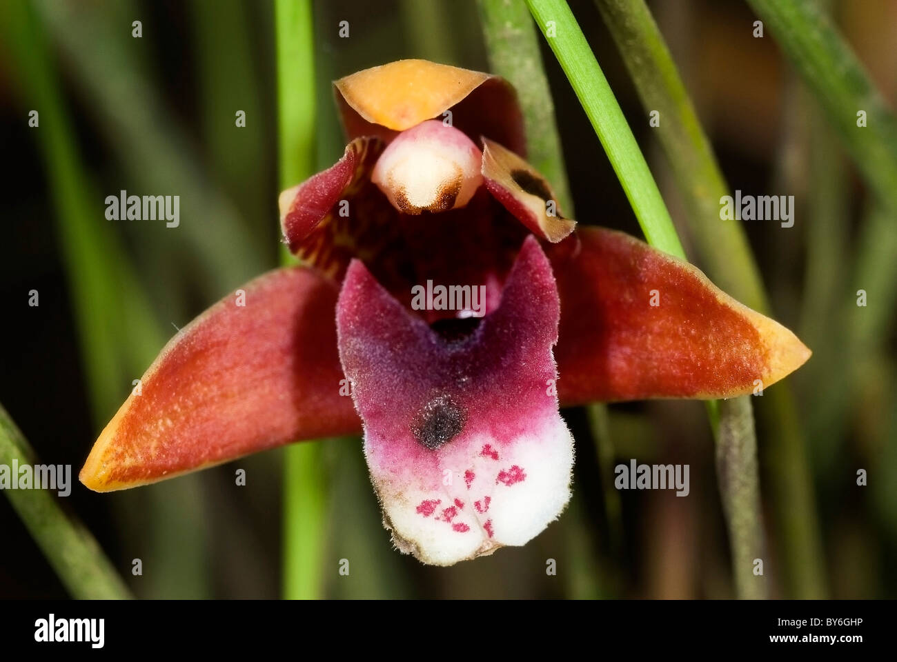 Beautiful orchid 'Maxillaria sanguinea' from Costa Rica Stock Photo