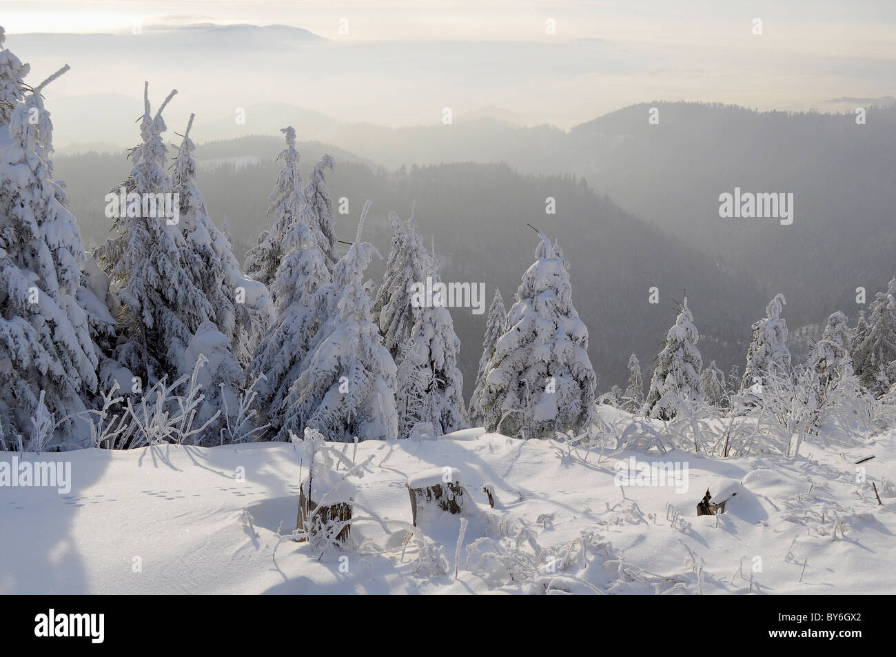 Black Forest in the winter, spruce forest, Black Forest Road, snowy landscape, the ground glass head, pine trees with snow-cover Stock Photo