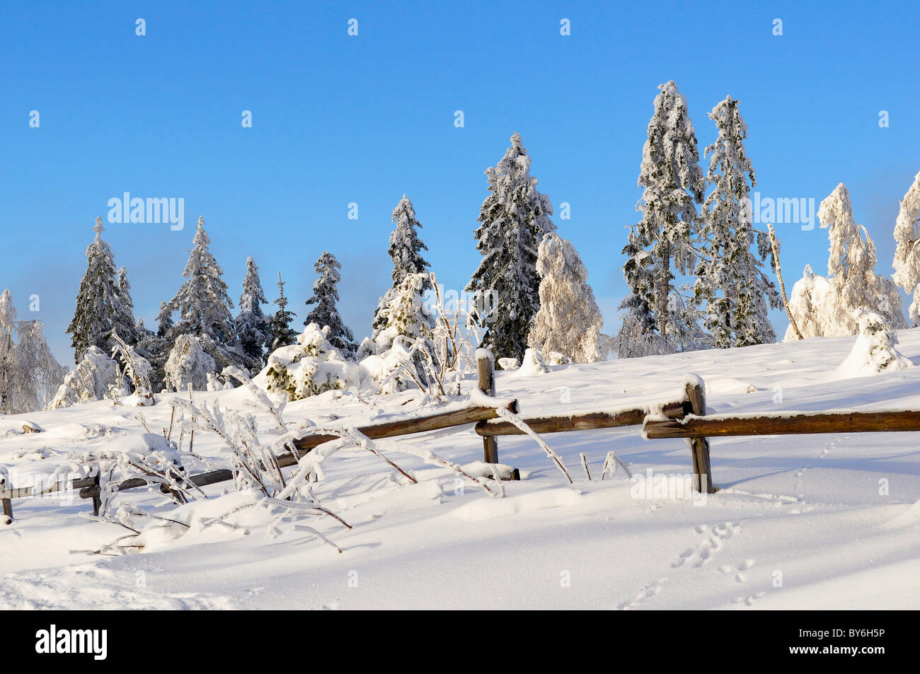 Schwarzwald, Schwarzwald im Winter, Fichtenwald,Schwarzwaldhochstraße, Schneelandschaft, am Schliffkopf, Stock Photo