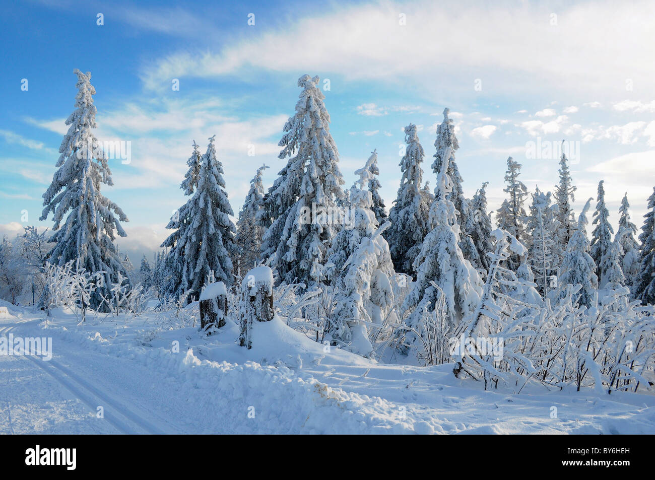 Black Forest in the winter, spruce forest, Black Forest Road, snow landscape, Schwarzwald im Winter, Fichtenwald, Schwarzwald Stock Photo