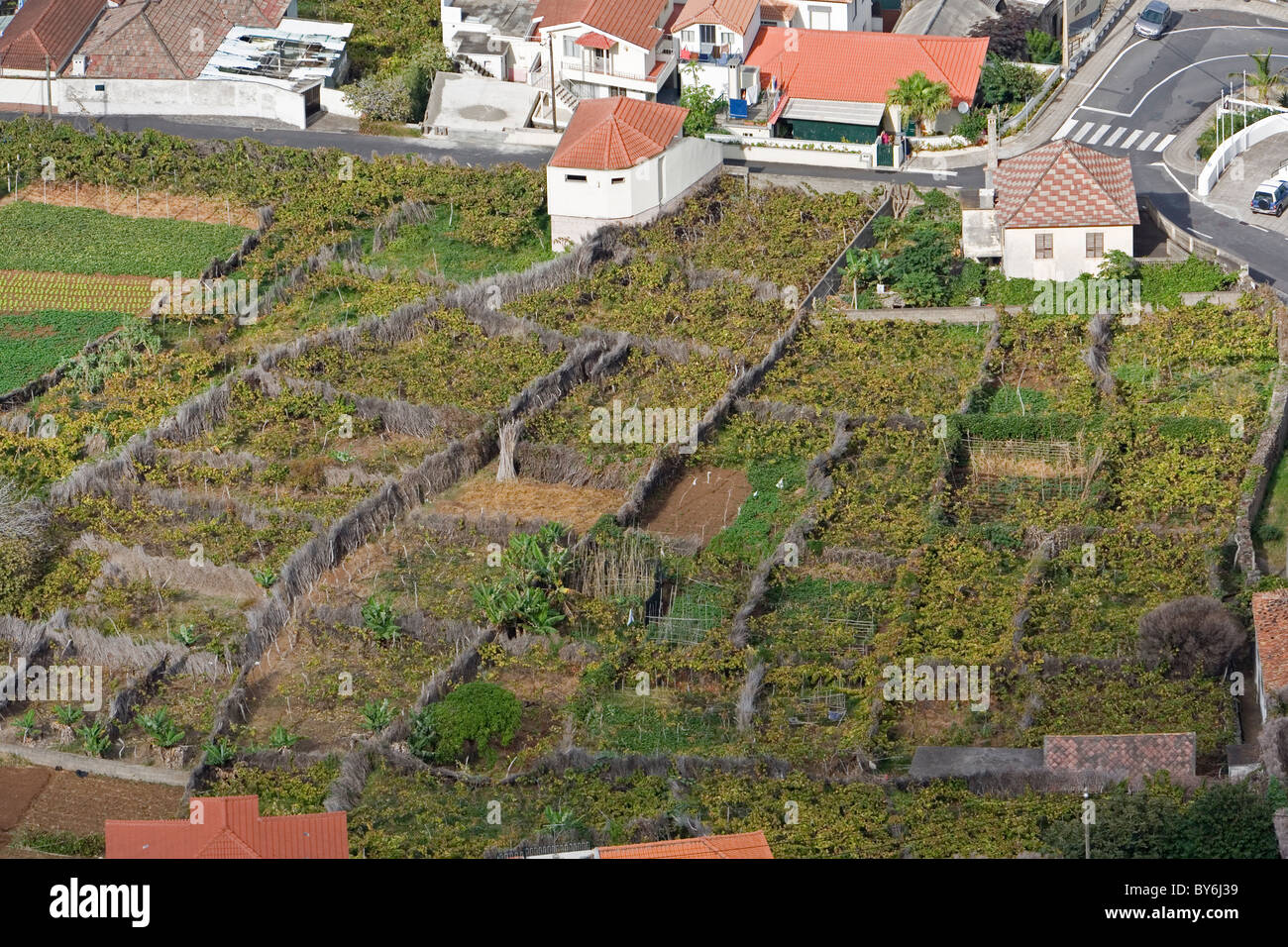 Partioned fields protected from wind by canes at Porto Moniz, Madeira Stock Photo