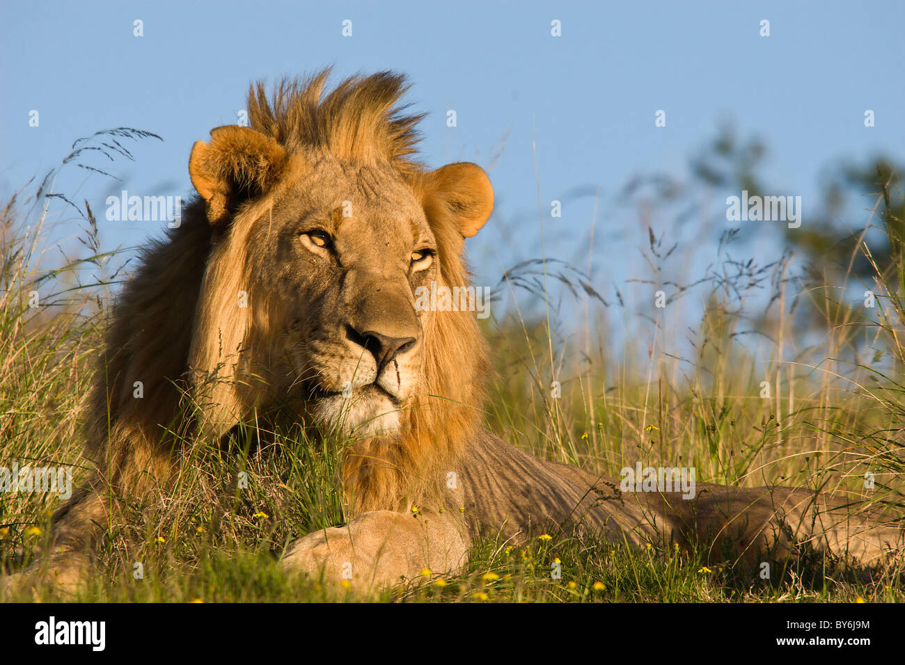 Male lion sunset hi-res stock photography and images - Alamy