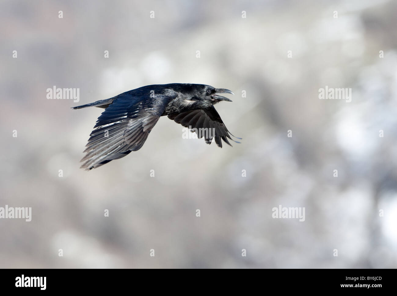 Raven (Corvus corax) in flight Stock Photo
