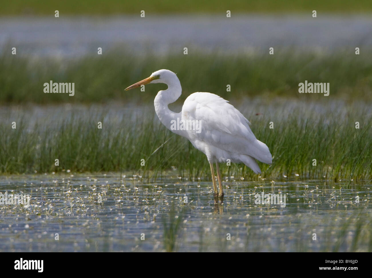 Great Egret (Egretta alba) Stock Photo