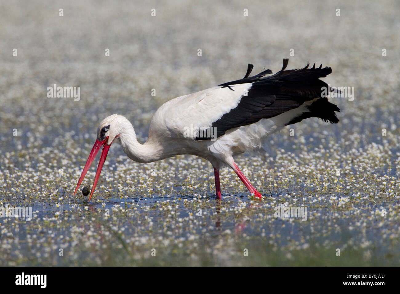 White Stork ( Ciconia ciconia) feeding Stock Photo