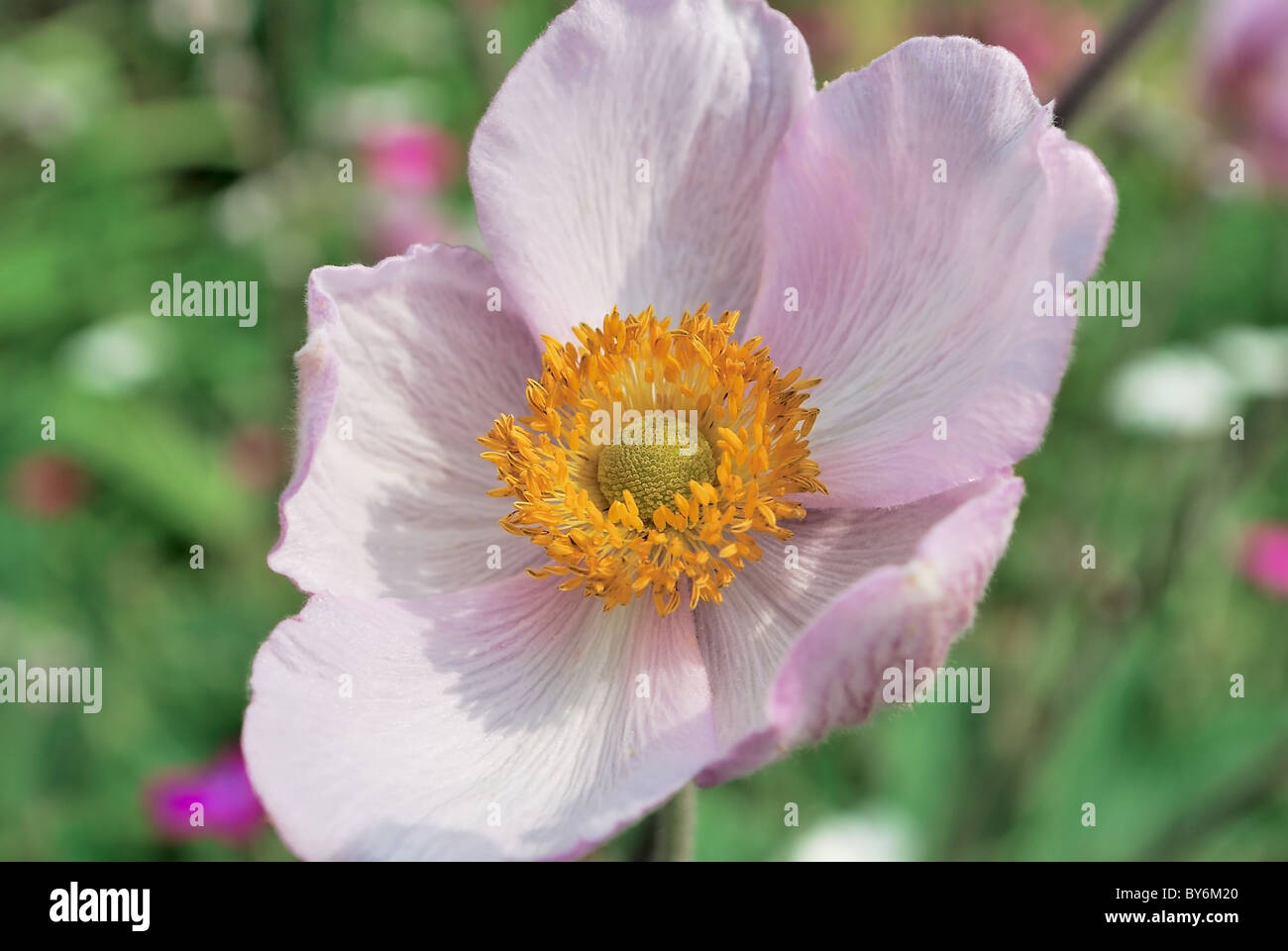 beautiful pink summer flower anemona Stock Photo