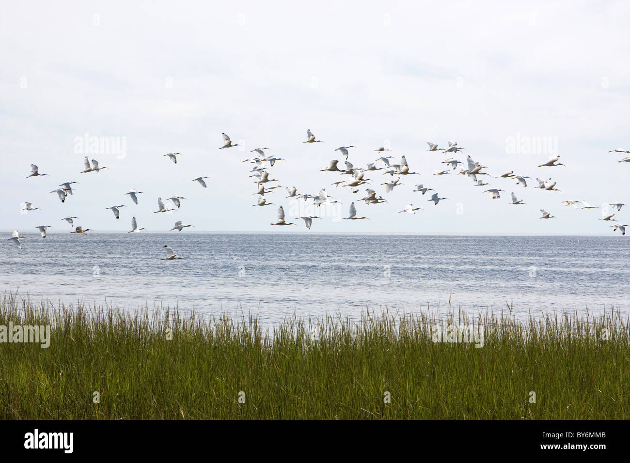 A flock of White Ibis soar across Apalachee Bay at St. Marks Wildlife Refuge in North Florida. Stock Photo