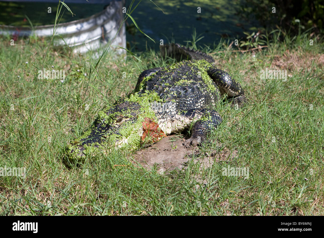 Florida alligator suns itself on the grassy banks of the marsh in St. Marks National Wildlife Refuge, Florida. It is covered in Stock Photo