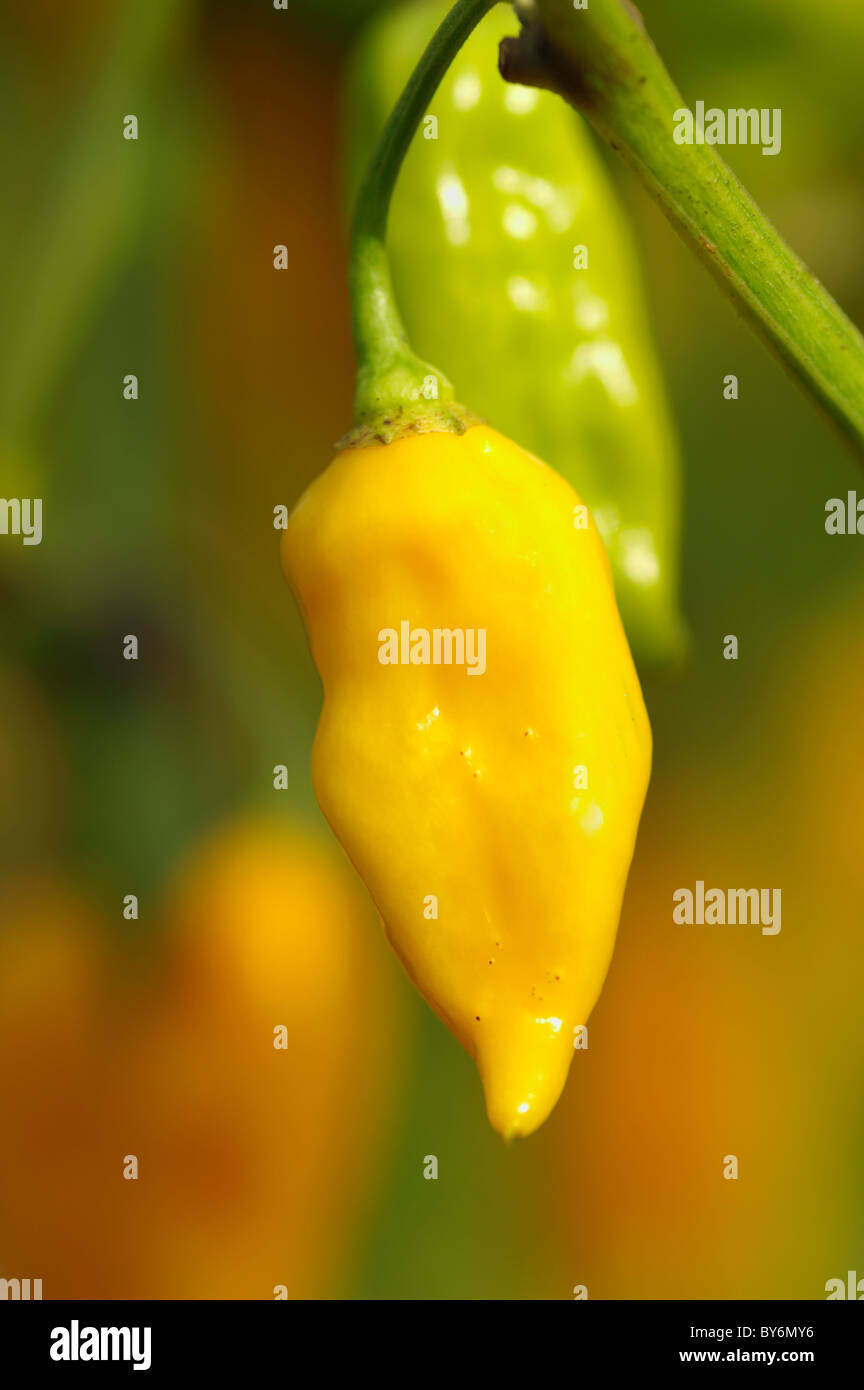 Capsicum Fatali Stock Photo