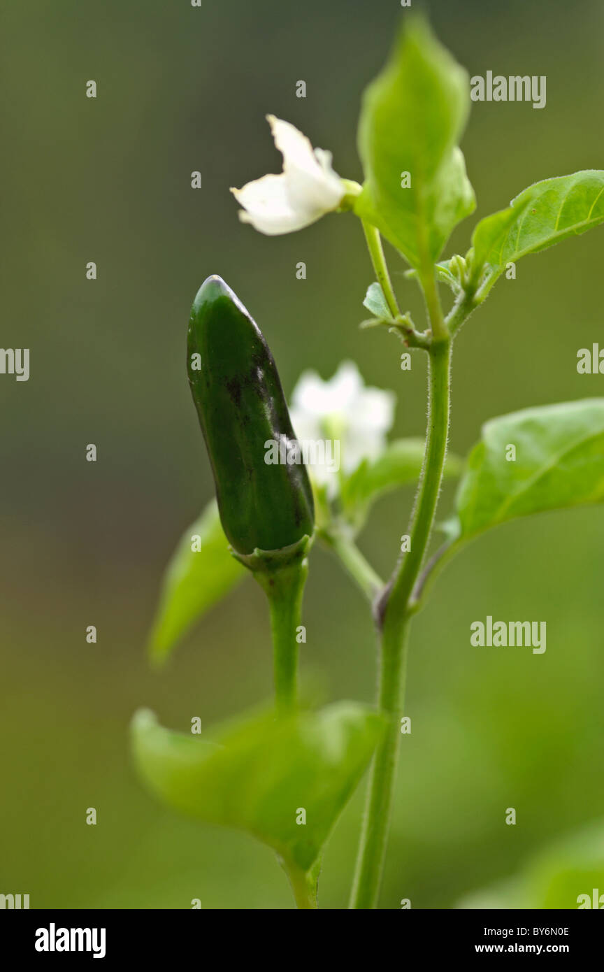 Capsicum annum Thai Dragon early stages Stock Photo