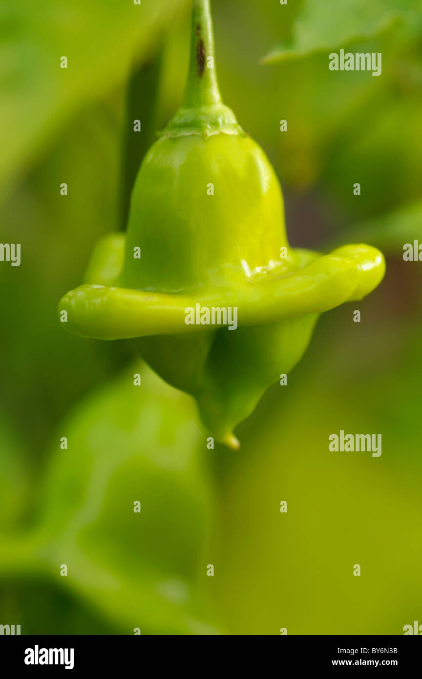 The friars hires stock photography and images Alamy