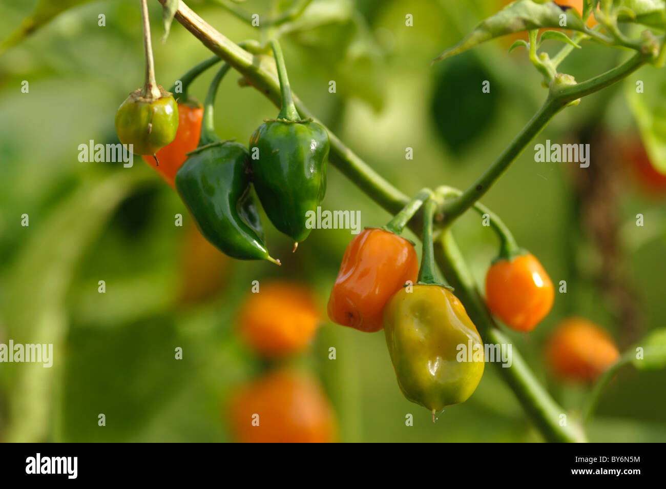 Capsicum annuum Tropical Heat Stock Photo