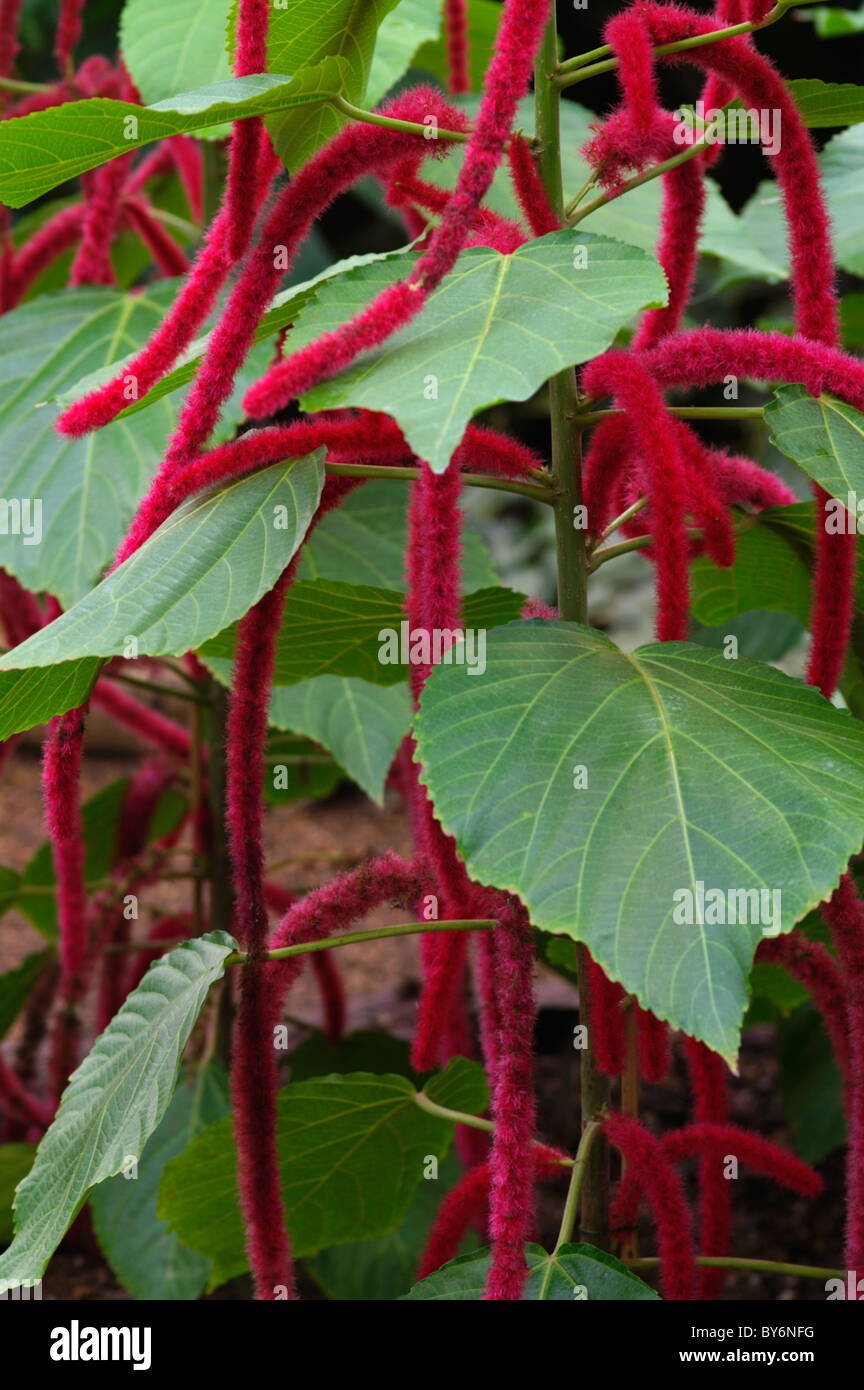 Chenille plant acalypha hispida hires stock photography and images Alamy