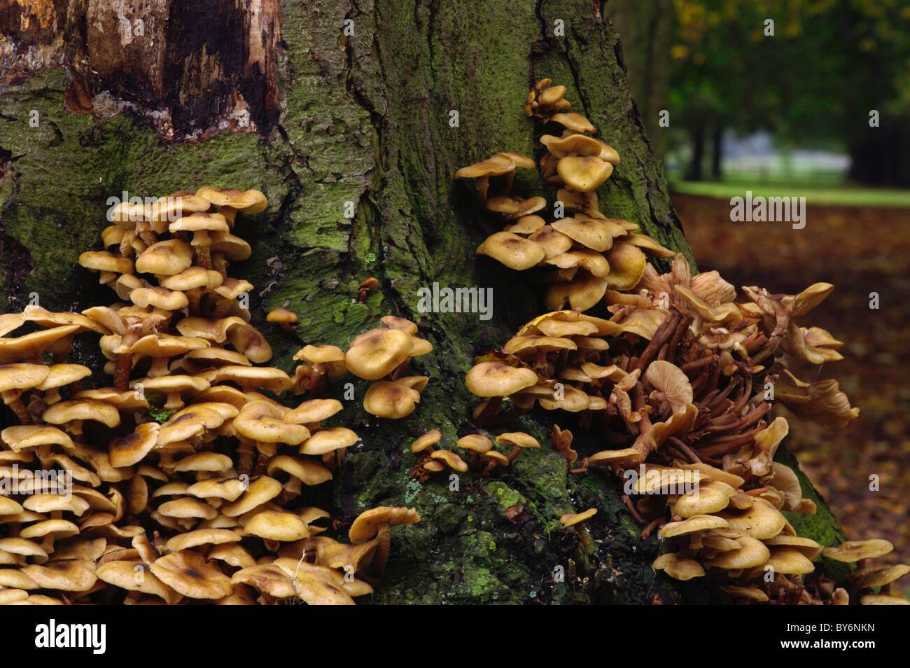 Armillaria mallea Honey Fungus on the base of a tree stump Stock Photo