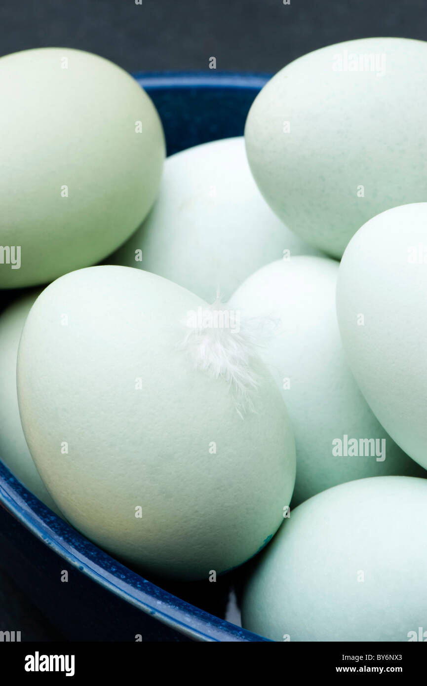 Old Cotswold Legbar hen's eggs in a blue ceramic dish Stock Photo Alamy