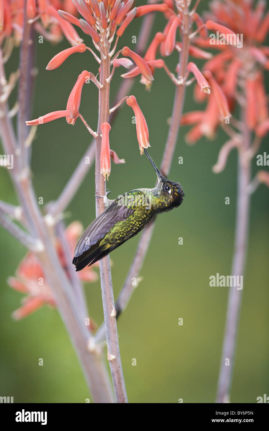 Magnificent Hummingbird male on flower, Eugenes fulgens, Cerro de la Muerte, Costa Rica, Centralamerica Stock Photo